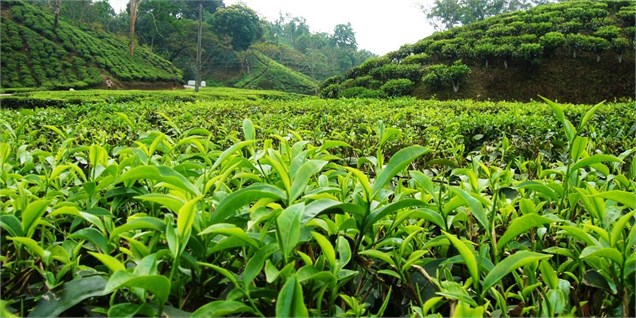 ۲۰ هزار تن برگ سبز چای از چایکاران شمالی کشور خریداری شد