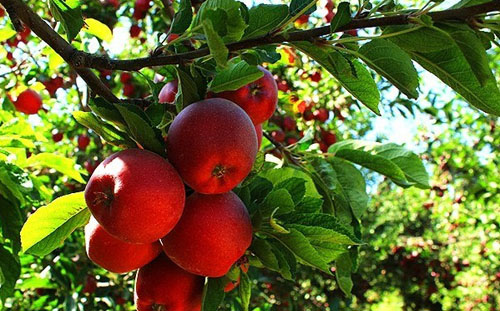 سیب خراسان رضوی در خارج از کشور پرطرفدار است