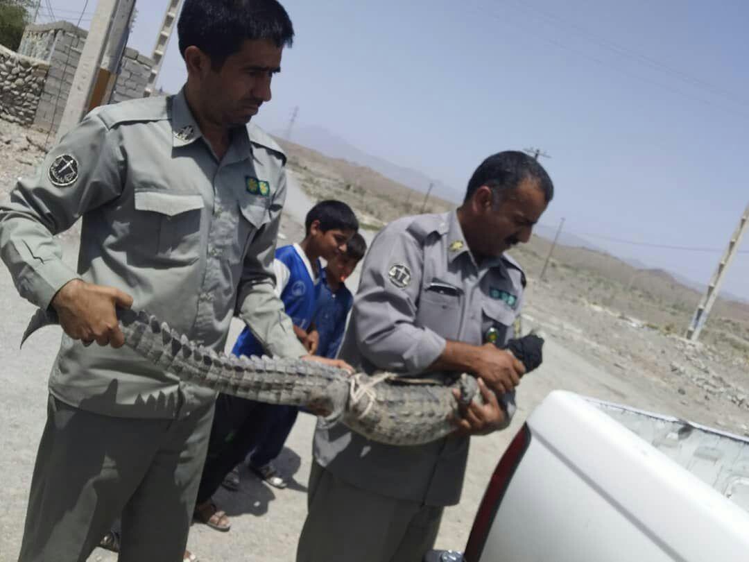 زنده گیری یک سر تمساح مردابی سرگردان