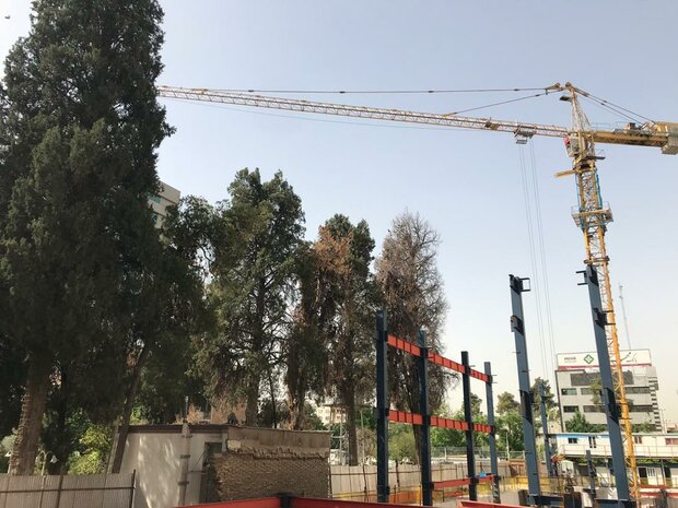 خشک شدن درختان ۱۵۰ ساله در شیراز