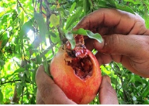 مهلت ۶ روزه کشاورزان برای ثبت نام مبارزه بیولوژیک با کرم گلوگاه