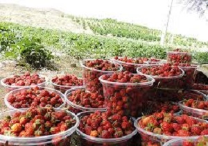 پیش بینی برداشت ۴۶ هزار تن توت فرنگی از مزارع کردستان