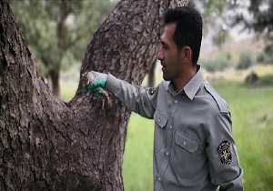 جنگل‌های بلوط اندیکا، میزبان ۴ بطانه سنجاب