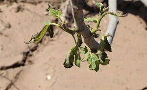 سرمازدگی، بلای جان محصولات باغی