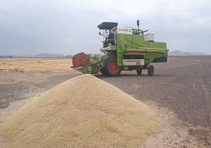 آغاز برداشت جو از ۶۲۰هکتار زمین در فردوس