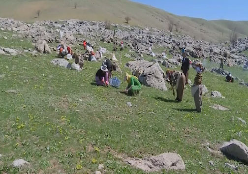 فصل بهار و چیدن سفره&zwnj;هایی سبز مملو از عطر طبیعت