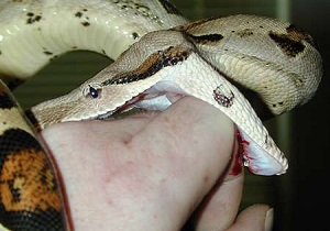 نجات جان چوپان مار گزیده