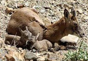 تولد اولین بره های نماد جانوری استان همدان