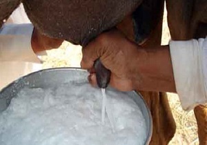 همکاری سربیشه و آلمان برای خشک کردن شیر شتر