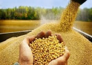بالاترین میزان تولید دانه‌های روغنی کشور در استان اردبیل استحصال می‌شود