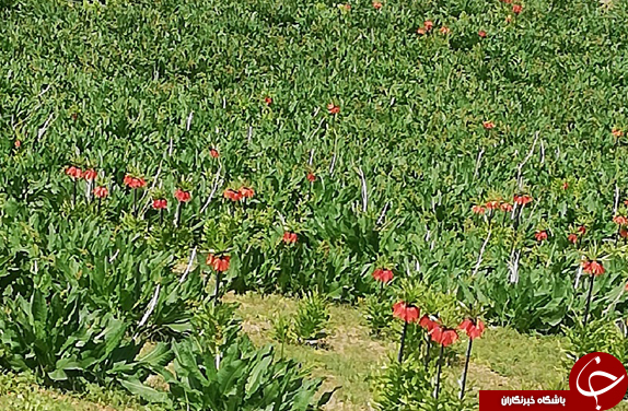 دشت لاله&zwnj;های واژگون به گُل نشست + عکس