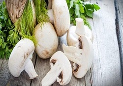 تایم لپس چگونگی رشد قارچ + فیلم