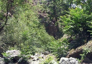طبیعت زیبای دارآباد در قاب دوربین + فیلم