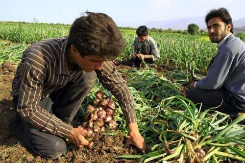 حاصل دسترنجی که جیب دلالان را نوازش می دهد/ صدور دستور خرید توافقی &laquo;سیر&raquo; از کشاورزان