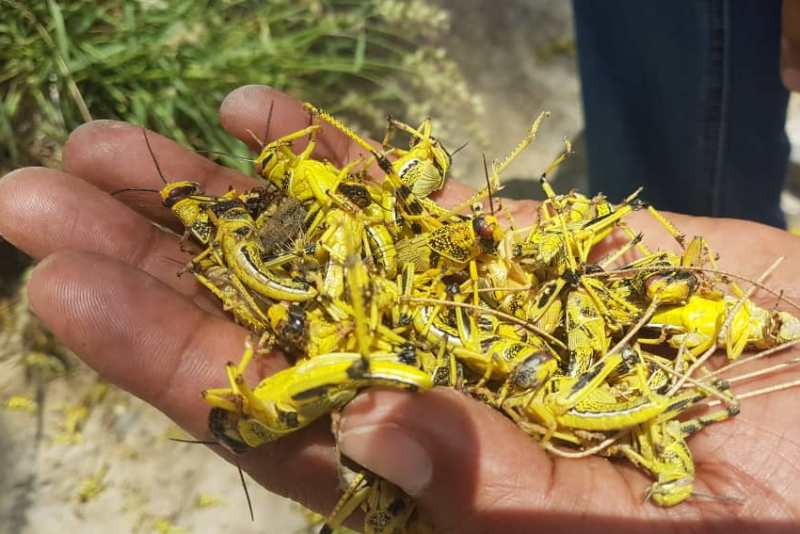 مبارزه با ملخ صحرایی در سیستان و بلوچستان به ۵۶ هزار هکتار رسید