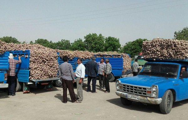 حاصل دسترنجی که جیب دلالان را نوازش می دهد/ صدور دستور خرید توافقی &laquo;سیر&raquo; از کشاورزان