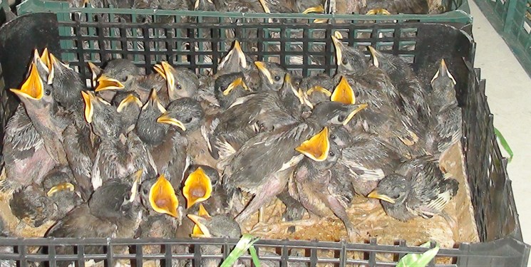کشف ۱۵۰ قطعه پرنده کمیاب در تربت حیدریه