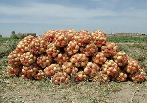 سیلاب، اراضی برنج را با خود برد/برنامه ریزی برای خشکه کاری برنج در خوزستان