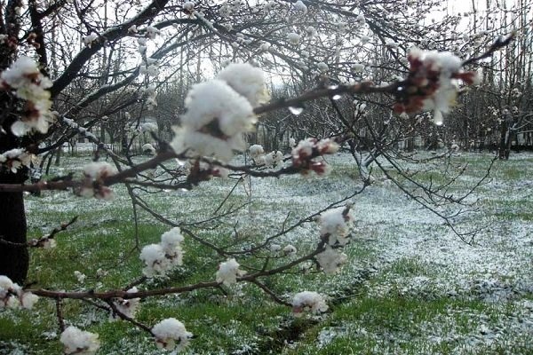 خسارت ۴۴۰ میلیارد تومانی سرمازدگی به باغات و مزارع کشور