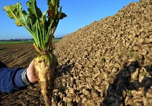 حمل و نقل، آفت چغندرهای خوزستان شد