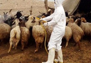 سمپاشی دام برای مقابله با تب کریمه کنگو