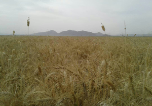 خریداری افزون بر ۷۰ هزار تن گندم از کشاورزان