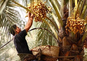 تولید خرما در استان کمتر از سرانه مصرف است