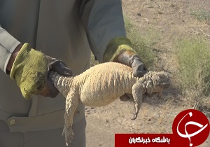 مشاهده گونه کمیاب سوسمار خاردم ایرانی در خوسف