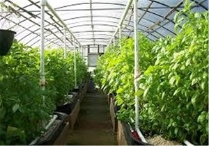گاز، سوخت اصلی ۱۲۶ واحد گلخانه‌ای استان قزوین