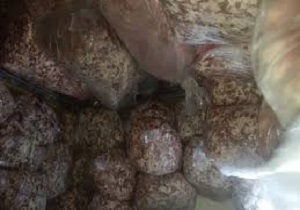 معدوم شدن ۵۲ کیلوگرم گوشت چرخ شده فاسد در قاین