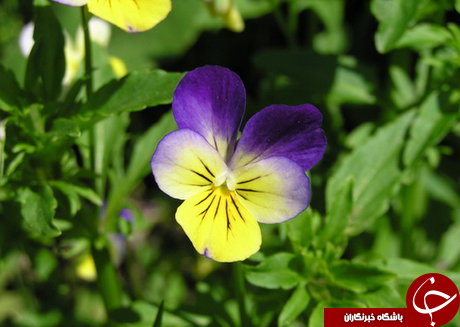 خطرات ورزشکردن با شکم خالی/ ادویه&zwnj;جات ضرری برای بدن شما ندارند/ با مصرف گردو جوان بمانید