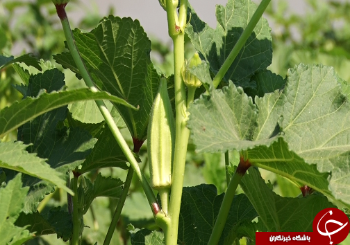 برداشت بامیه از مزارع رامشیر + تصاویر