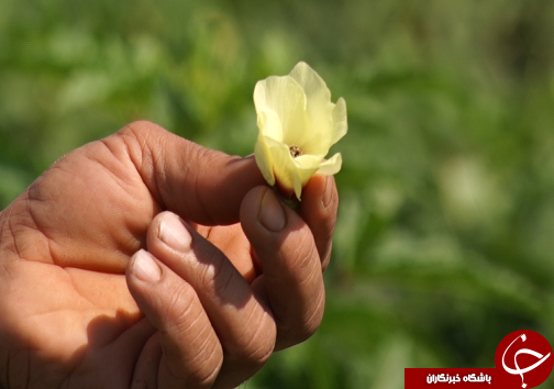 برداشت بامیه از مزارع رامشیر + تصاویر