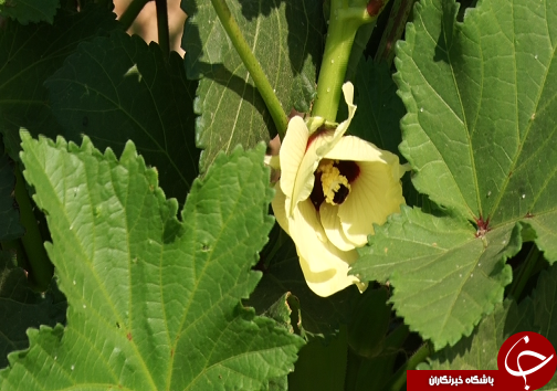 برداشت بامیه از مزارع رامشیر + تصاویر