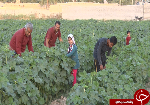 برداشت بامیه از مزارع رامشیر + تصاویر