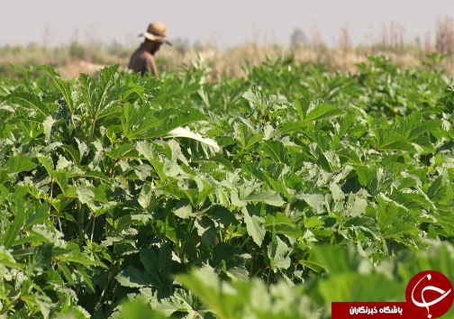 برداشت بامیه از مزارع رامشیر + تصاویر