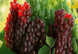 ۱۰ هزار هکتار اراضی استان کرمانشاه به کشت انگور اختصاص دارد