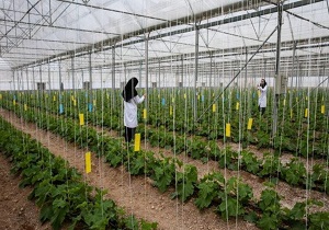 ایجاد اشتغال برای ۲۰ هزار نفر در بخش شهرک‌های گلخانه‌ای اردبیل