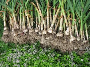 سطح زیر کشت سیر در سال زراعی گذشته به ۲۰۵۳۵ هکتار رسید