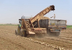 آغاز برداشت چغندرقند در اندیمشک/پیش بینی برداشت ۱۵۶ هزار تن محصول