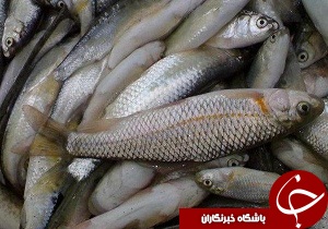 کشف ۳۰۵ کیلوگرم محموله ماهی غیر قابل مصرف در دامغان