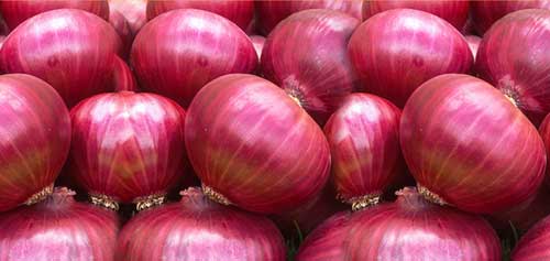 سقوط قیمت پیاز در میادین میوه و تره بار به زیر ۴ هزار تومان