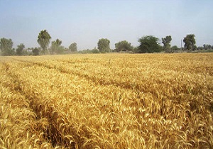 آماده سازی ۵۶ مرکز خرید گندم در استان اردبیل