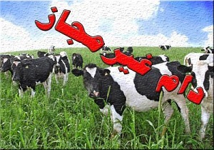 کشف ۲ میلیارد ریال دام قاچاق در بویین زهرا