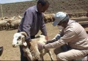 آغاز طرح واکسیناسیون دام‌های سبک در آبیک