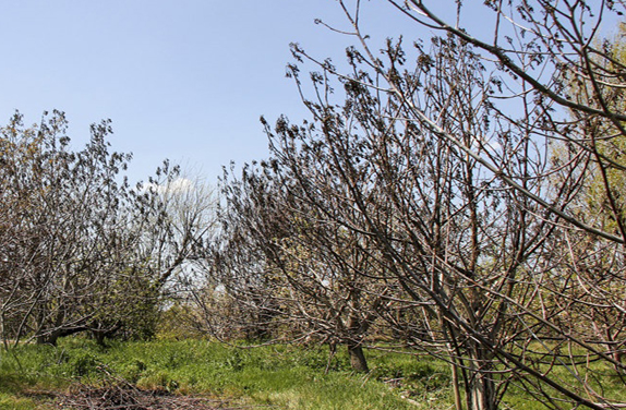 سوز سرمای بهاره بر دل کشاورزان و باغداران