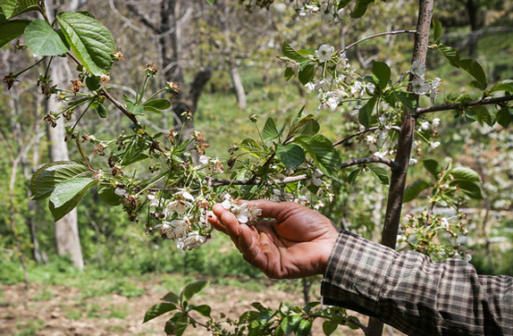 سوز سرمای بهاره بر دل کشاورزان و باغداران