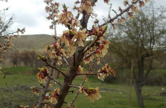 سوز سرمای بهاره بر دل کشاورزان و باغداران