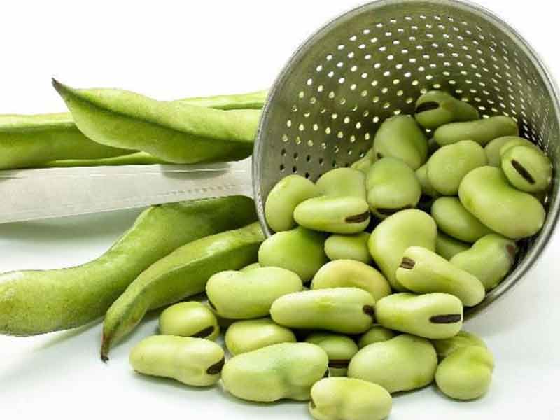 بی&zwnj;حالی فصل بهار ناشی از خوردن باقلا/ ویتامین A و بروز بیماری بنام فاویسم
