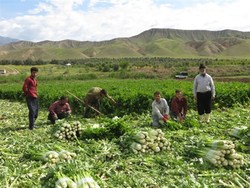 بهره برداران طارمی 7 هزار و 800 تن کرفس برداشت و روانه بازار مصرف کردند